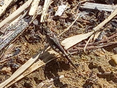 Acrotylus insubricus