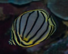 Chaetodon meyeri