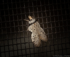 Philobota transversella