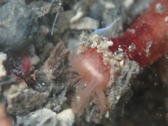 Taeniogyrus dunedinensis