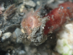 Taeniogyrus dunedinensis