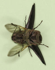 Sphenoptera