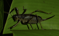 Nesoecia