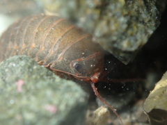 Exosphaeroma