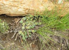 Euphorbia davyi
