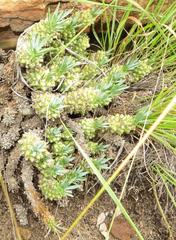 Euphorbia davyi