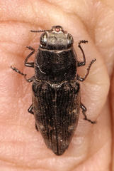 Sphenoptera