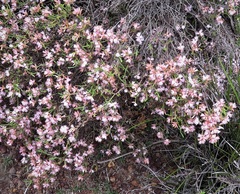 Andersonia parvifolia