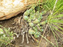 Euphorbia davyi