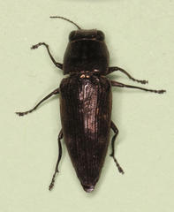 Sphenoptera