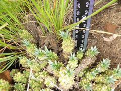 Euphorbia davyi