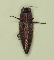 Sphenoptera