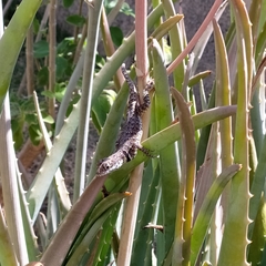 Tropidurus torquatus