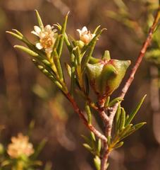 Diosma acmaeophylla