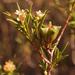 Diosma acmaeophylla - Photo (c) Nick Helme, μερικά δικαιώματα διατηρούνται (CC BY-SA), uploaded by Nick Helme