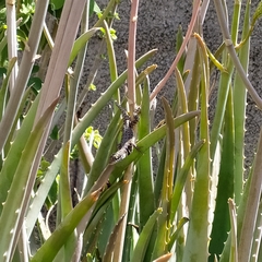 Tropidurus torquatus