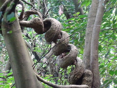 Gynochthodes umbellata