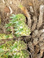 Euphorbia davyi
