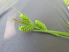 Carex pallescens