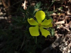 Hibbertia diffusa