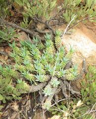 Euphorbia davyi