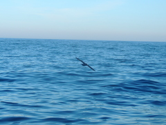 Procellaria aequinoctialis