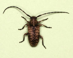 Exocentrus variegatus variegatus