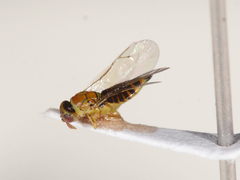 Cirrospilus