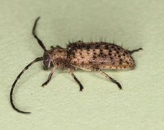 Exocentrus variegatus variegatus