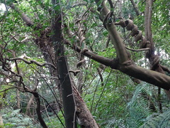 Gynochthodes umbellata