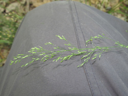 Poa nemoralis iNat (3)