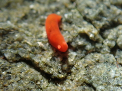 Vayssierea cinnabarea