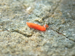 Vayssierea cinnabarea