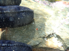 Vayssierea cinnabarea