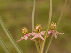 Asclepias gibba