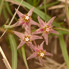 Asclepias gibba