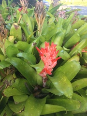 Billbergia pyramidalis