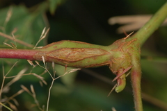 Neolasioptera nodulosa