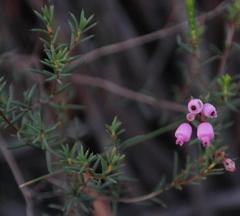 Erica aristifolia
