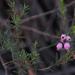 Erica aristifolia - Photo (c) Nick Helme, some rights reserved (CC BY-SA), uploaded by Nick Helme