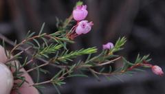 Erica aristifolia