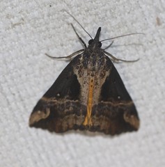 Dichromia quinqualis