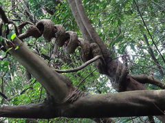 Gynochthodes umbellata