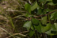 Persoonia stradbrokensis