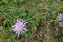 Knautia arvensis