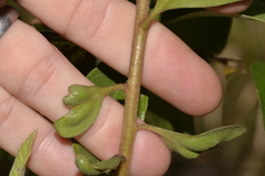 Persoonia stradbrokensis