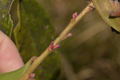 Persoonia stradbrokensis