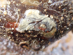 Stelletta lactea