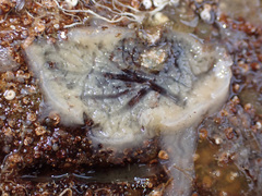 Stelletta lactea