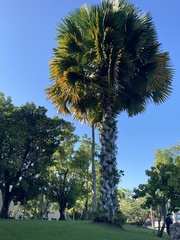 Corypha umbraculifera